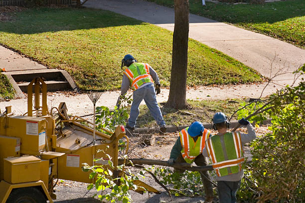 Best Root Management and Removal  in Primera, TX